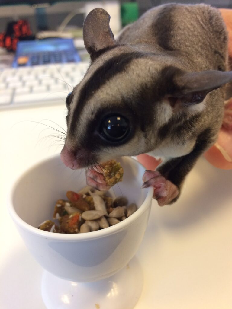 Foder Sugar glider